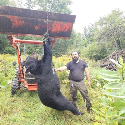 Boar 380lb