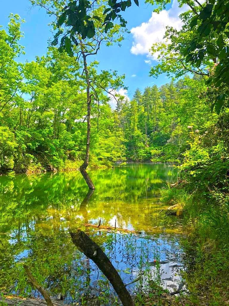 73 -Ac Beautiful Lakefront Property Adjoining U.S. Forest Service featured image