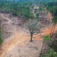 29 Acre Small Land Tract for Sale in Amite County MS images 3
