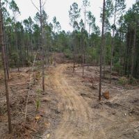29 Acre Small Land Tract for Sale in Amite County MS images 4