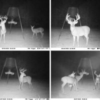 167 Acres Hunting Land for Sale in Amite County MS images 2