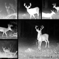 167 Acres Hunting Land for Sale in Amite County MS images 3