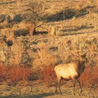 Rito De Los Pinos Ranch images 2