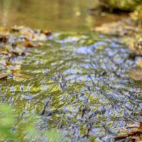 52 Acre Hunting and Recreational Tract in Ashland City TN images 4