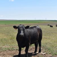 Kahlotus Cattle Ranch images 3