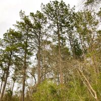 13 Acres T-10 Spurger Pines
