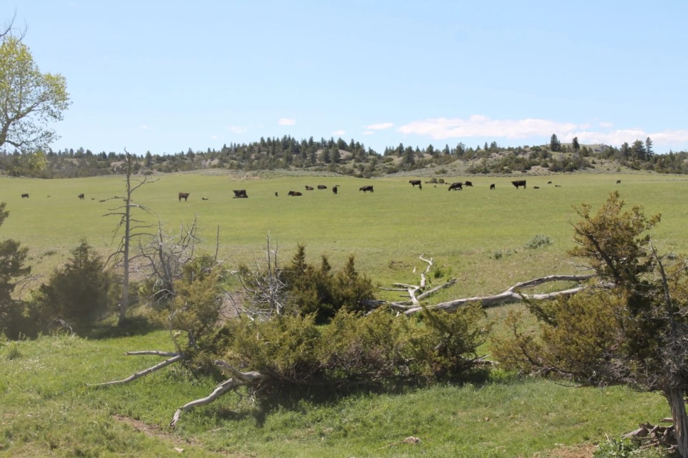 Big Spring Ranch featured image