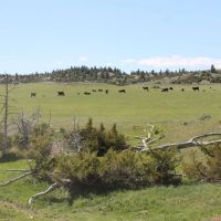 Big Spring Ranch
