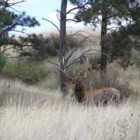 Watson Ranch