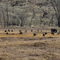 Watson Ranch images 2