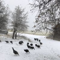 Watson Ranch images 3