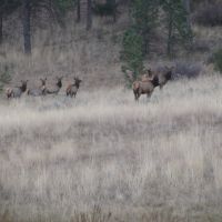 Watson Ranch images 5