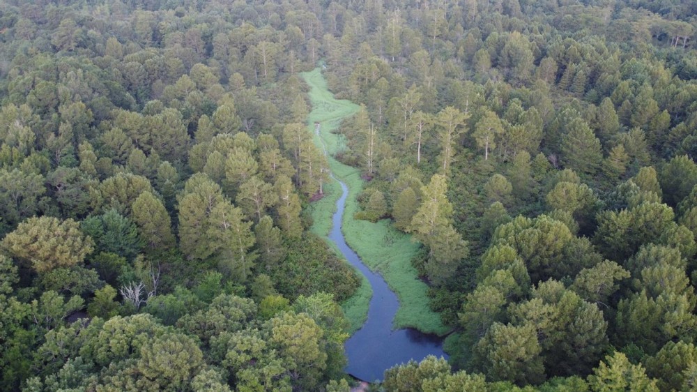 Dorcheat 280 Acres for Sale Webster Parish LA featured image