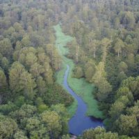Dorcheat 280 Acres for Sale Webster Parish LA
