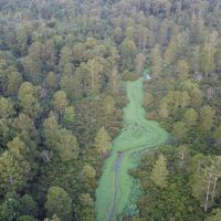 Dorcheat 280 Acres for Sale Webster Parish LA images 2