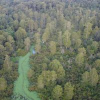 Dorcheat 280 Acres for Sale Webster Parish LA images 3