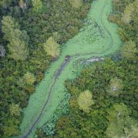 Dorcheat 280 Acres for Sale Webster Parish LA images 4