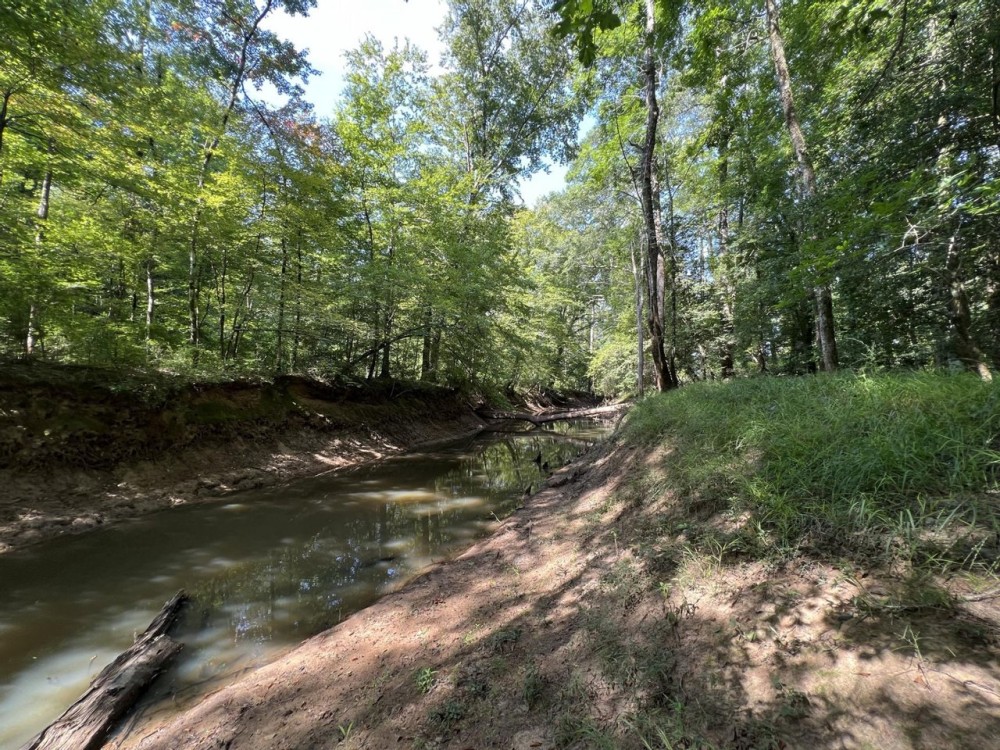 Saline Bayou 310 - Land for Sale Bienville Parish LA featured image