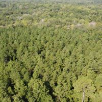 Saline Bayou 310 - Land for Sale Bienville Parish LA images 2