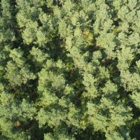 Saline Bayou 310 - Land for Sale Bienville Parish LA images 3