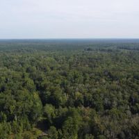 Saline Bayou 310 - Land for Sale Bienville Parish LA images 4