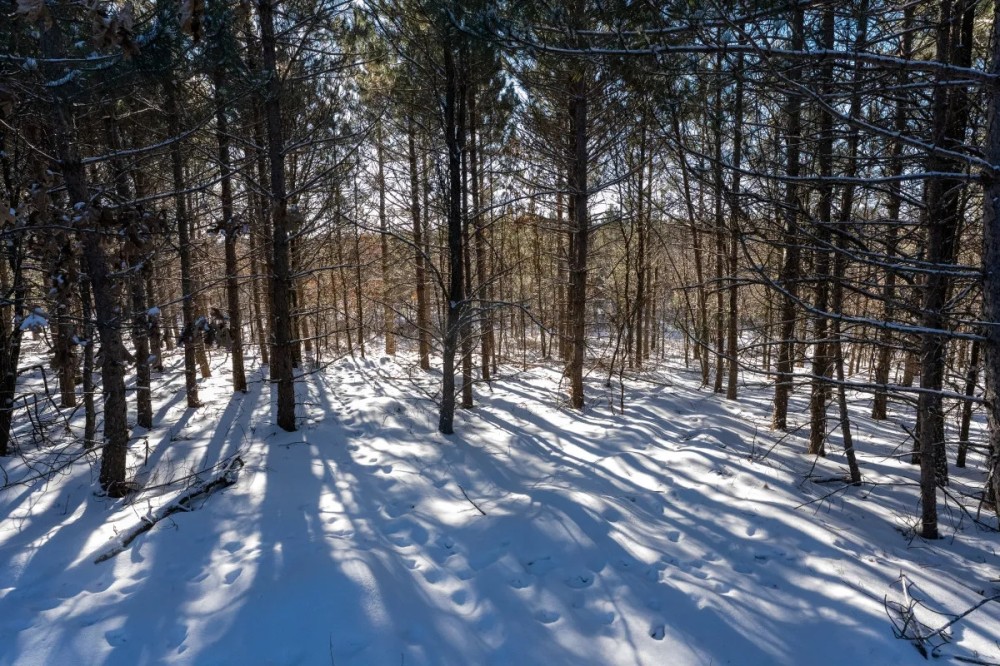 Juneau County 80 Acre Parcel featured image