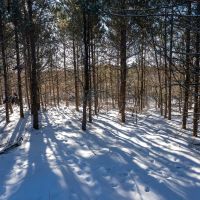 Juneau County 80 Acre Parcel