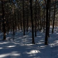 Juneau County 80 Acre Parcel images 2