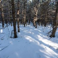 Juneau County 80 Acre Parcel images 3