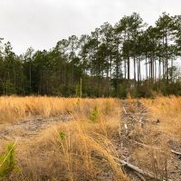 35 Acres T-11 Spurger Pines images 3