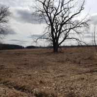 77.6 - acre secluded hunting getaway in Bangor MI. images 3