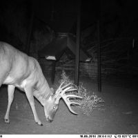 8000 acres south texas deer lease