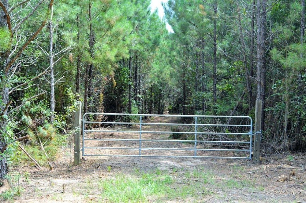 Pine Timberland for sale in Pike County MS featured image