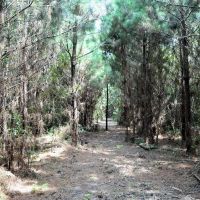 Pine Timberland for sale in Pike County MS images 2