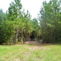 Pine Timberland for sale in Pike County MS images 3