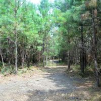 Pine Timberland for sale in Pike County MS images 4