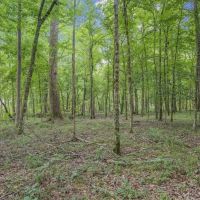 Deer Creek 532 Acres Land for Sale Jefferson County MS images 2