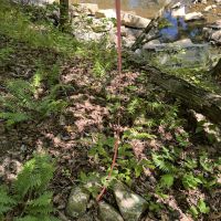 40 Acres For Sale in Leslie Ar images 3