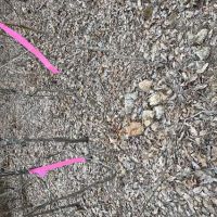20 acres For Sale in Saint Joe Ar images 2