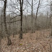 20 acres For Sale in Saint Joe Ar images 3