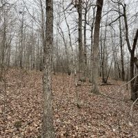 20 acres For Sale in Saint Joe Ar images 4
