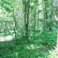 CR 26 - 82 acres - Jefferson County images 4