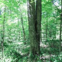 CR 26 - 82 acres - Jefferson County images 5