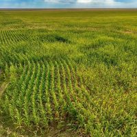 Prowers County Irrigated 640