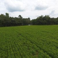 14.25 acres of Farm and Hunting Land for Sale in Columbus County NC images 2