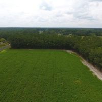 14.25 acres of Farm and Hunting Land for Sale in Columbus County NC images 4
