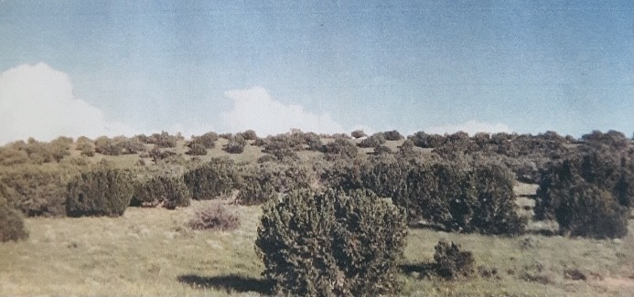 Westridge Ranch Lot 156 featured image