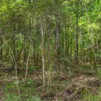 38 Acres Recreational Timberland for Sale Lincoln County MS images 2