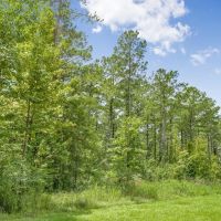 38 Acres Recreational Timberland for Sale Lincoln County MS images 4
