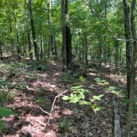 In the Heart of the Ozarks images 3